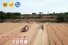 陕西渭南：大田小麦“关中第一镰”今日开镰 15万台农机具备战“三夏”图片