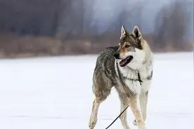 世上最昂贵的狗，是常人难以想象的图片