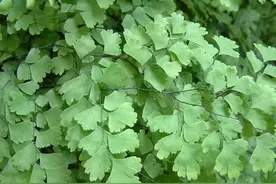 铁线蕨是一种什么样的植物？图片