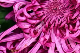 清明节祭祀为什么要用黄色白色菊花？图片