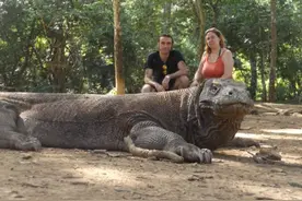 科莫多巨蜥的毒液有多可怕？被咬后会怎样？国外用猪肉做了实验图片