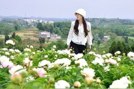 真的好美！金堂县福兴镇芍药花开了图片