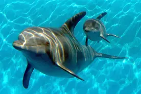 海豚怎么交配？科学家：它们极具侵略性！生殖器某处与人类很相似图片