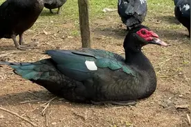 “西洋鸭”是鸭和鹅杂交的后代吗？鸭和鹅能杂交吗？科学依据呢？图片