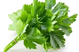 不爱吃香菜是嘴刁吗？非也！可能是这些原因在作祟图片
