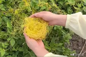 “缠缠绵绵”的菟丝子，让人憎恨的寄生植物，善利用其实是个宝图片