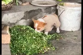 主人带柯基回村后，它竟爱上了吃猪食，怎么拉都不愿走，属猪的吧图片