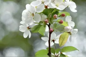 人到中年，认知了清明，也就读懂得了人生图片