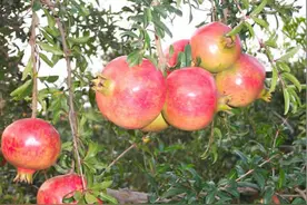 软籽石榴对“钾”的需求有多大？专家一语道破图片