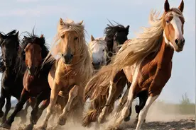 成语“风马牛不相及”中的“风”到底啥意思？图片