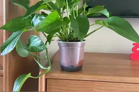 绿萝已被拉入黑名单，原因有4点，花友们别再养了图片