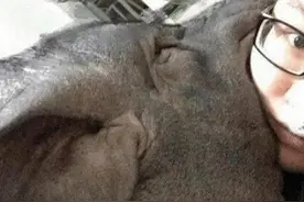 女人与猪，真人真事图片