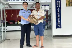 陵水海岸警察成功救助一只国家二级保护动物苏卡达陆龟图片
