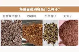 海藻面膜到底是什么种子？海藻面膜的功效与作用？（揭秘真相）图片