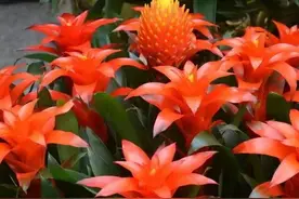 凤梨花与鸿运当头有区别吗？它俩是什么关系？图片