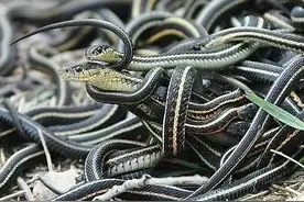 真实事件：上山采药，遇蛇交配，强行拆散，他付出了沉重的代价图片