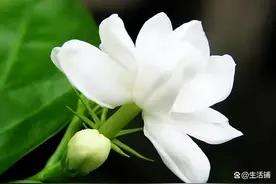 栀子花的养殖方法和注意事项，分季节浇水，开花多，香味浓图片