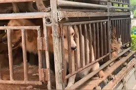 狗肉车上有只怀孕的拉布拉多，被小伙花500救下：谢谢你，好心人图片