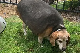 美国比格犬重80斤，被收养后主人陪着减肥三年，重现闪电般的速度图片