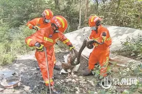 蟒蛇生吞大鹅 消防员蛇口“夺食”图片