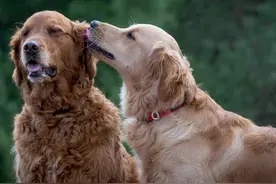 狗狗交配时，为什么会背靠背呢？图片