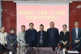 303万元！西北农林科技大学“红串珠”番茄品种成功转让图片