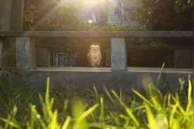 上海排名前5的专科学校，学生通过单招，综评专科考上，会很赚图片
