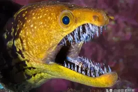 咬伤北海游客致伤口飚血缝针的不明生物竟是海鳗！三排牙，可怕！图片