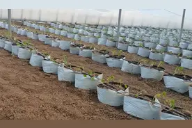 换个方式种甜瓜，效果如何？管理简单了，而且结瓜多甜度高图片