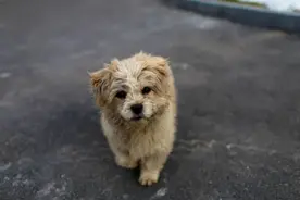 退休大爷救下患病流浪狗,4年后大爷重病托孤,狗子报恩伴孤女寻亲图片