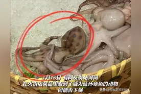 剧毒蓝环章鱼现身火锅店，毒性非常强且受热不分解，万幸没下锅图片
