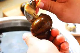 田螺尾巴黄色的是什么？是“黄”还是屎？到底能不能吃图片