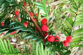 6种“野生保护花”，不要买、卖和采挖，认识一下，以免违法图片