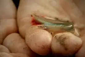 令男人胆寒的鱼，专挑男性裆部下手！后者被称为水中“切蛋鱼”图片