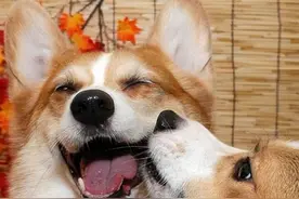 原版已经破表了！狗眼中的世界原来是这样的图片