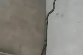 男子午睡掀开被窝窜出2米长蛇，双方都受到惊吓，人摔倒蛇爬墙图片