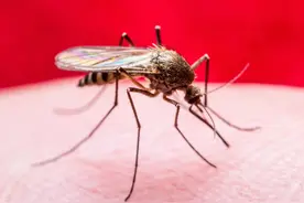 蚊子的天敌，一天能吃两千只，现在却进了黑名单，咋回事？图片