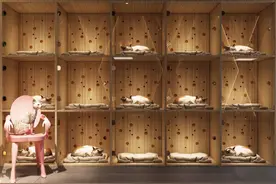 开宠物店需要什么资质图片