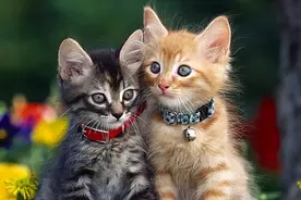 猫咪一生的6个阶段，猫生短暂，请好好珍惜图片