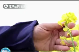 让“油瓶子”多装中国油 扬州培育出高含油量油菜新品种图片
