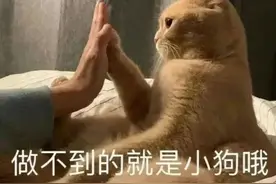 和小猫击掌表情包图片