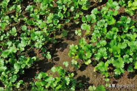 种植香菜的三个妙招，两块砖头一盆水一把灰，出苗又快又全图片