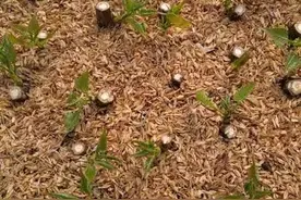 杨树扦插育苗技术图片