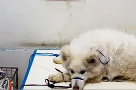 因为看病贵，他们放弃了自己的宠物图片