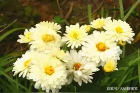 父亲周年祭图片