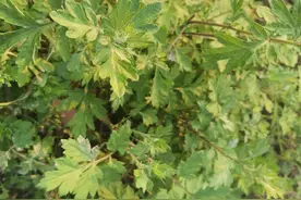 都说艾草全身都是宝，今天来分享下艾草的几个冷知识图片