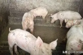 仔猪轮状病毒用什么药最有效？猪轮状病毒症状及治疗方法，收藏！图片