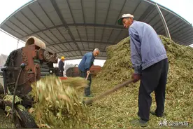 养牛最好的草料是什么？图片