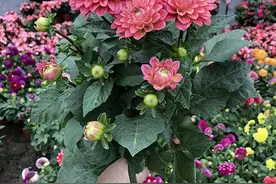 养花就养这几种，一开就是大半年图片