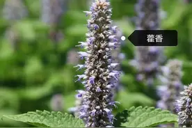 辽宁的常见中草药图片